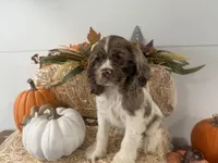 AKC Willow, a female Cocker Spaniel for sale in Athens, WI – 6 of 10
