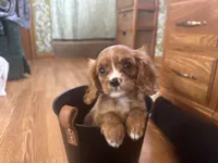 Kyle, a male Cavalier King Charles Spaniel for sale in Athens, WI – Photo 5 of 10
