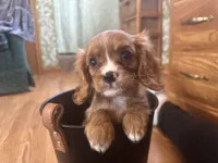 Kyle, a male Cavalier King Charles Spaniel for sale in Athens, WI – Photo 1 of 10