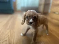 Kyle, a male Cavalier King Charles Spaniel for sale in Athens, WI – Photo 2 of 10