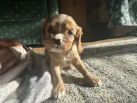 Kyle, a male Cavalier King Charles Spaniel for sale in Athens, WI – Photo 9 of 10