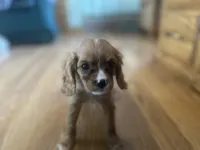 Kyle, a male Cavalier King Charles Spaniel for sale in Athens, WI – Photo 7 of 10