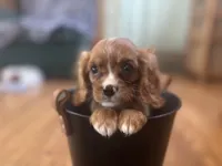 Kyle, a male Cavalier King Charles Spaniel for sale in Athens, WI – Photo 6 of 10