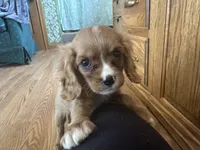 Kyle, a male Cavalier King Charles Spaniel for sale in Athens, WI – Photo 3 of 10