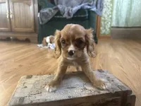 Kyle, a male Cavalier King Charles Spaniel for sale in Athens, WI – Photo 8 of 10