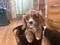 Kyle, a male Cavalier King Charles Spaniel for sale in Athens, WI – Photo 4 of 10