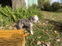 Priscilla, a female Boston Terrier for sale in Athens, WI – 4 of 10