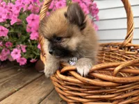 Tuffy, a male Pomeranian for sale in Athens, WI – 7 of 10