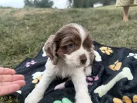 AKC Matt, a male Cocker Spaniel for sale in Athens, WI – 8 of 10
