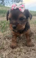 Tiffany, a female Yorkshire Terrier for sale in Athens, WI – 4 of 10