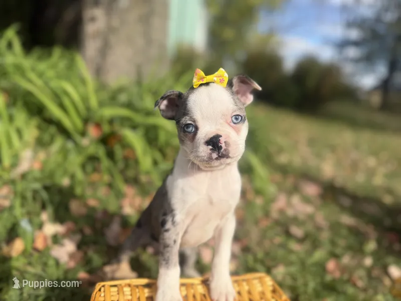 Priscilla – Boston Terrier puppy for sale in Athens, WI