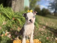 Priscilla, a female Boston Terrier for sale in Athens, WI – 1 of 10