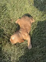 Harry Jr, a female Cocker Spaniel for sale in Athens, WI – 6 of 6