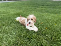 Dean, a male Poodle - Miniature  for sale in Athens, WI – 6 of 10