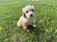 Ember , a female Cavapoo for sale in Athens, WI – 2 of 10