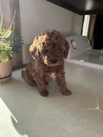 Max, a male Miniature Goldendoodle for sale in Athens, WI – Photo 2 of 10