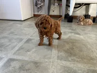 Max, a male Miniature Goldendoodle for sale in Athens, WI – Photo 8 of 10