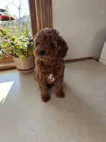 Max, a male Miniature Goldendoodle for sale in Athens, WI – Photo 1 of 10