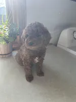 Max, a male Miniature Goldendoodle for sale in Athens, WI – Photo 3 of 10