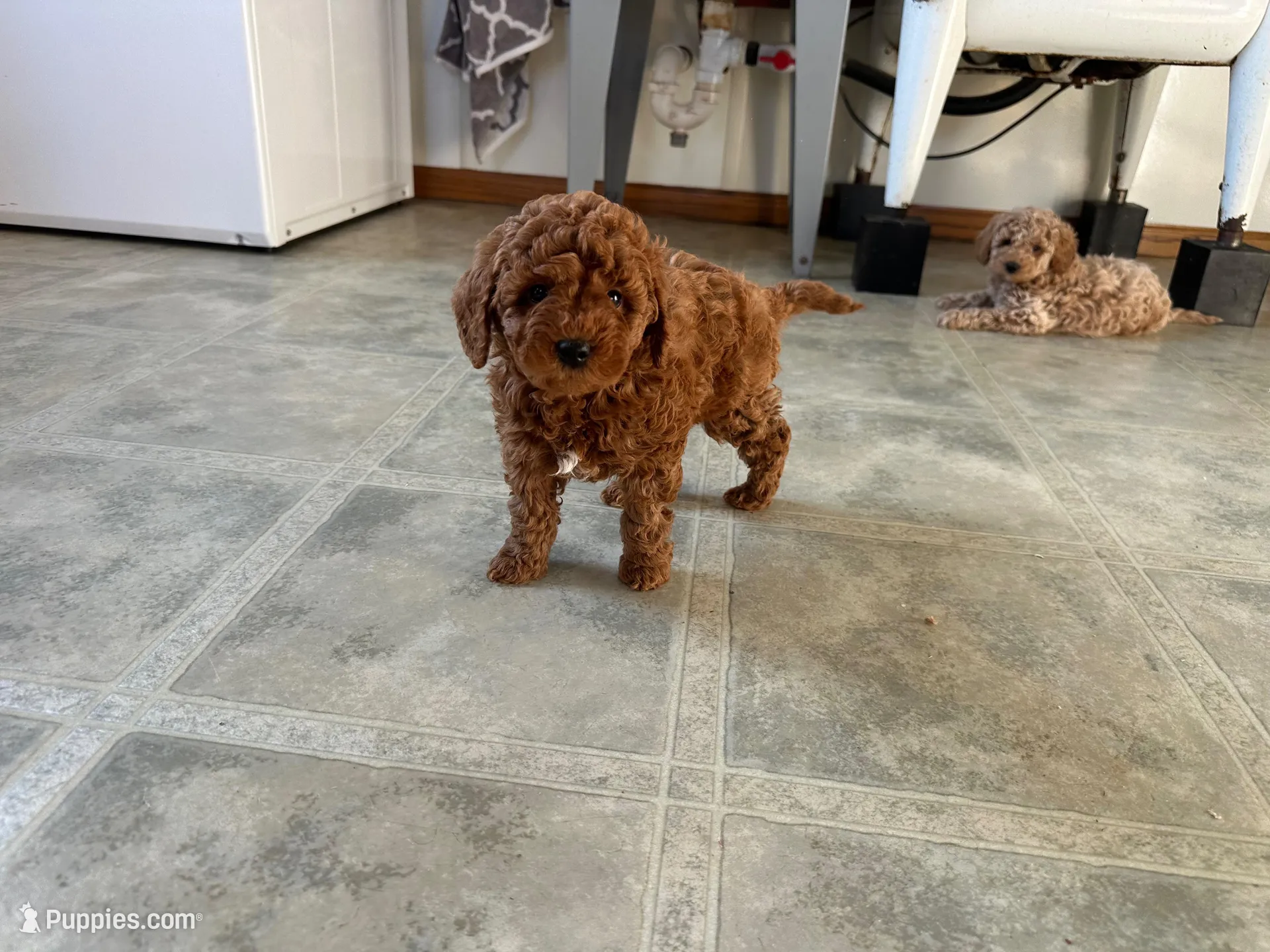 Max, a male Miniature Goldendoodle for sale in Athens, WI – Photo 9 of 10