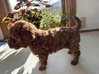 Max, a male Miniature Goldendoodle for sale in Athens, WI – Photo 4 of 10