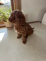 Max, a male Miniature Goldendoodle for sale in Athens, WI – Photo 5 of 10