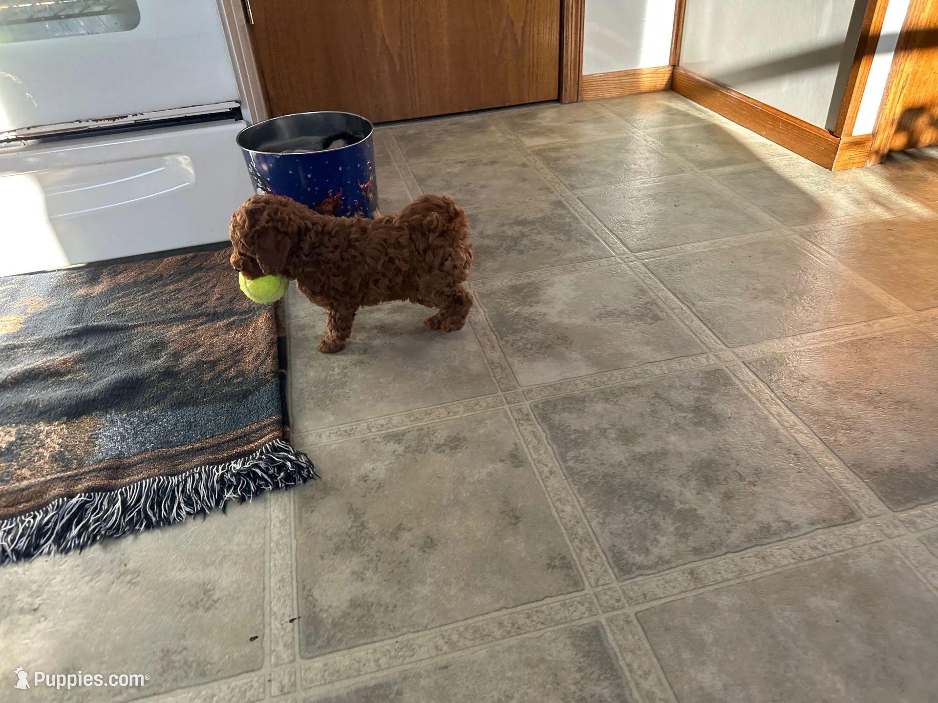 Max, a male Miniature Goldendoodle for sale in Athens, WI – Photo 10 of 10