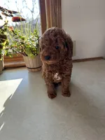 Max, a male Miniature Goldendoodle for sale in Athens, WI – Photo 6 of 10