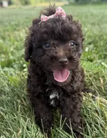 Elle, a female Poodle - Toy  for sale in Athens, WI – 5 of 10