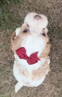 Annie, a female Cavapoo for sale in Athens, WI – 3 of 10