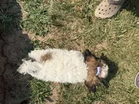 Fiona, a female Yorkshire Terrier for sale in Athens, WI – 10 of 10