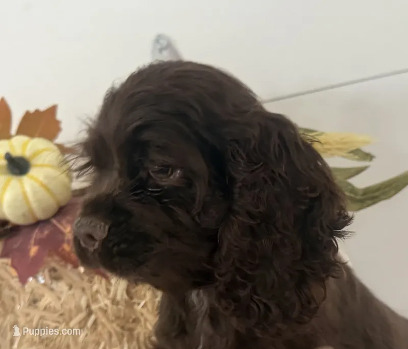 AKC Maverick  – Cocker Spaniel puppy for sale in Athens, WI
