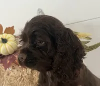 AKC Maverick , a male Cocker Spaniel for sale in Athens, WI – 8 of 10