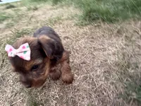 Tiffany, a female Yorkshire Terrier for sale in Athens, WI – 7 of 10