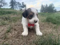 Timmy, a male Yorkshire Terrier for sale in Athens, WI – 4 of 10