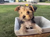 Jessie, a female Morkie for sale in Athens, WI – 2 of 10