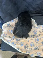Freddie, a female Yorkshire Terrier for sale in Athens, WI – Photo 9 of 10