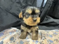 Freddie, a female Yorkshire Terrier for sale in Athens, WI – Photo 8 of 10
