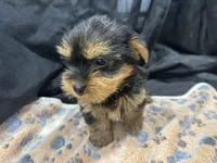 Freddie, a female Yorkshire Terrier for sale in Athens, WI – Photo 7 of 10