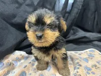 Freddie, a female Yorkshire Terrier for sale in Athens, WI – Photo 5 of 10