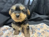 Freddie, a female Yorkshire Terrier for sale in Athens, WI – Photo 6 of 10