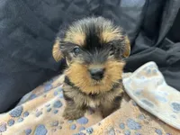 Freddie, a female Yorkshire Terrier for sale in Athens, WI – Photo 3 of 10