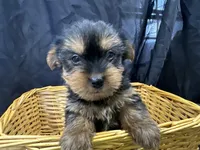 Freddie, a female Yorkshire Terrier for sale in Athens, WI – Photo 1 of 10