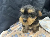 Freddie, a female Yorkshire Terrier for sale in Athens, WI – Photo 4 of 10