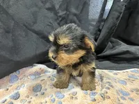 Freddie, a female Yorkshire Terrier for sale in Athens, WI – Photo 10 of 10