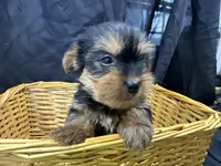 Freddie, a female Yorkshire Terrier for sale in Athens, WI – Photo 2 of 10