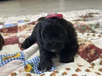 Susie, a female Shihpoo for sale in Athens, WI – Photo 6 of 10