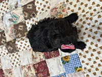 Susie, a female Shihpoo for sale in Athens, WI – Photo 8 of 10