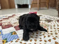 Susie, a female Shihpoo for sale in Athens, WI – Photo 7 of 10