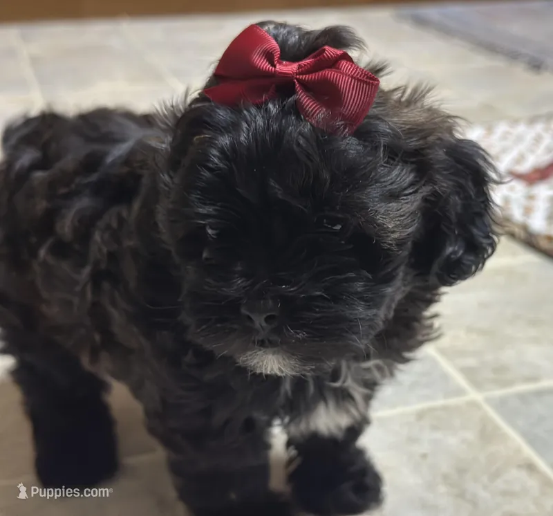 Susie – Shihpoo puppy for sale in Athens, WI